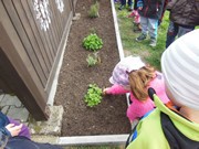 Pěstujeme bylinky na zahrádce